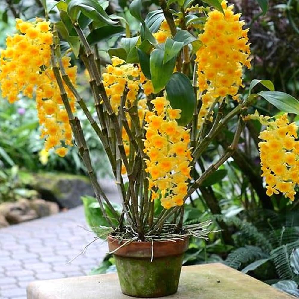 Premium Yellow Densiflorum Flower seeds for Planting Perfect for Borders, Heirloom & GMO Free Seeds for Home Garden seeds