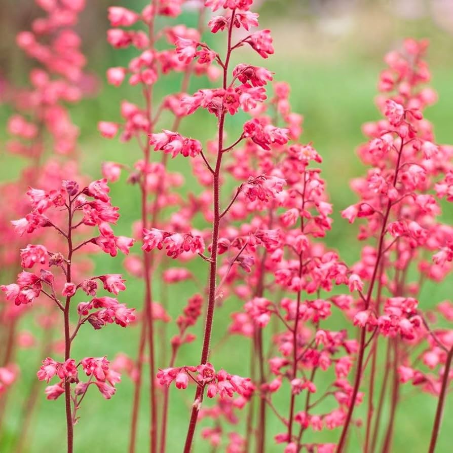 Pink Heuchera Flower seeds for Planting Seasonal Bloomer, Heirloom & GMO Free Seeds for Home Garden seeds for planting