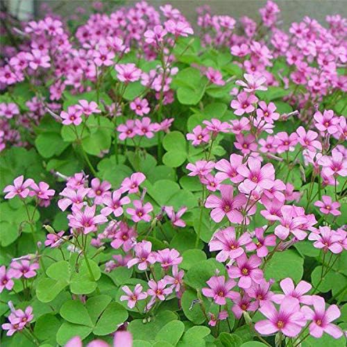 Clover Flower seeds for Planting Pollinator Friendly Heirloom & GMO Free Seeds for Home Garden