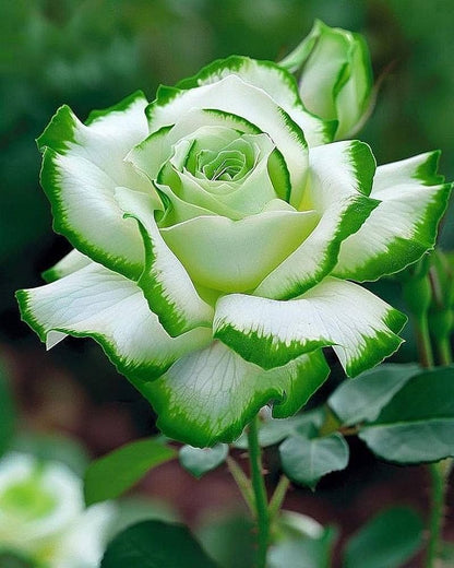 Green White Rose Flower Seeds for Planting, Heirloom Non-GMO, High Germination Organic Garden Seeds