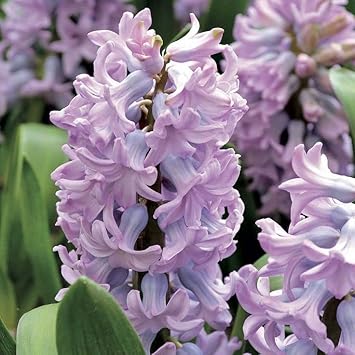 Lavender Hyacinth Flower seeds for Planting Perfect for Borders, Heirloom & GMO Free Seeds for Home Garden seeds for planting