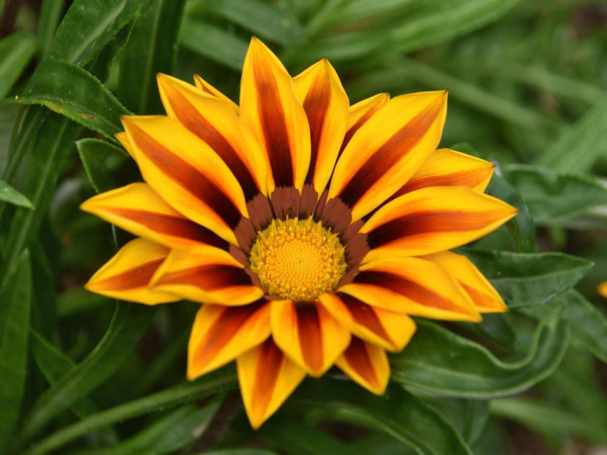 Gazania Rigens Flower seeds for Planting Pollinator Friendly Heirloom & GMO Free Seeds for Home Garden