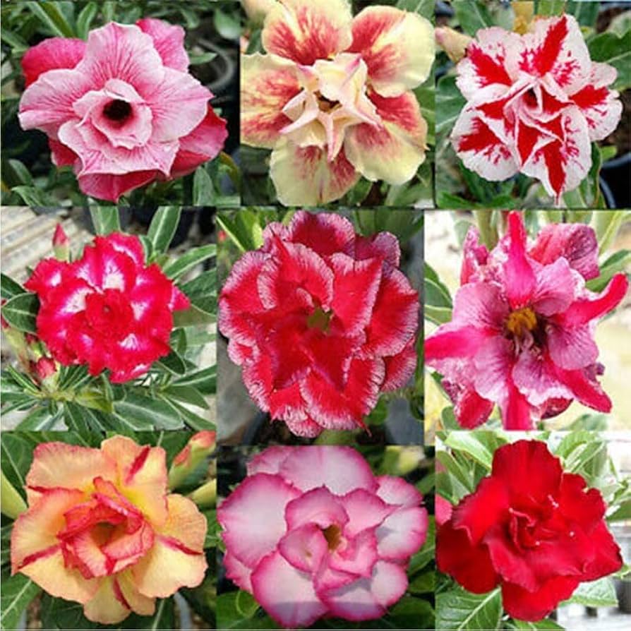 Mixed Adenium Rose Flower seeds for Planting - Bright Blooms, Heirloom & GMO Free Seeds for Home Garden