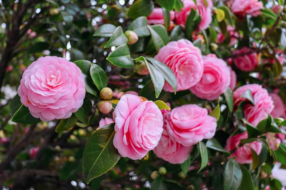 White Light Red Camellia Flower seeds for Planting Seasonal Bloomer, Heirloom & GMO Free Seeds for Home Garden vegetable and garden seeds