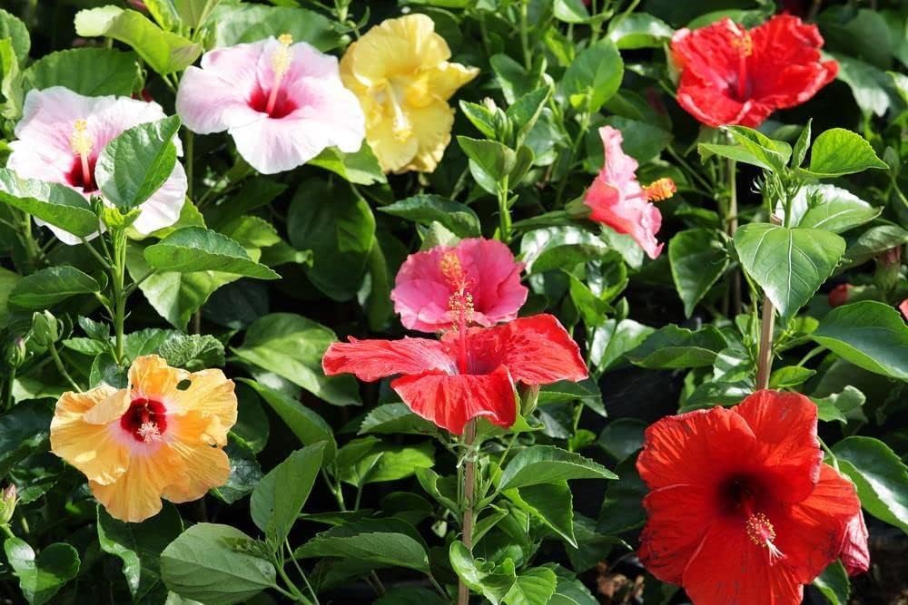 Multi Colour Hibiscus Flower seeds for Planting Compact Growth, Heirloom & GMO Free Seeds for Home Garden seeds for planting