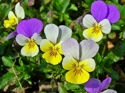 Pansy Heartsease Flower seeds for Planting Easy to Grow Heirloom & GMO Free Seeds for Home Garden