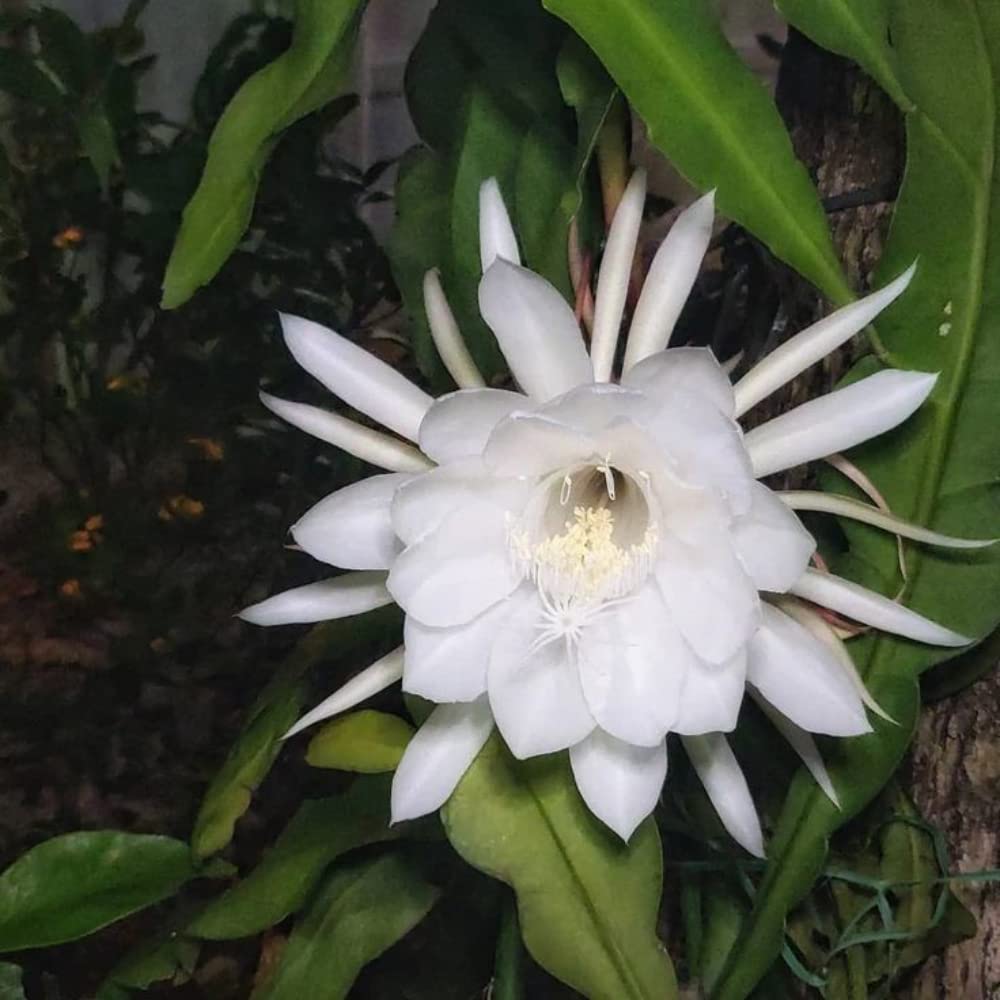 Epiphyllum Oxypetalum Flower seeds for Planting Pollinator Friendly, Heirloom & GMO Free Seeds for Home Garden vegetable and garden seeds