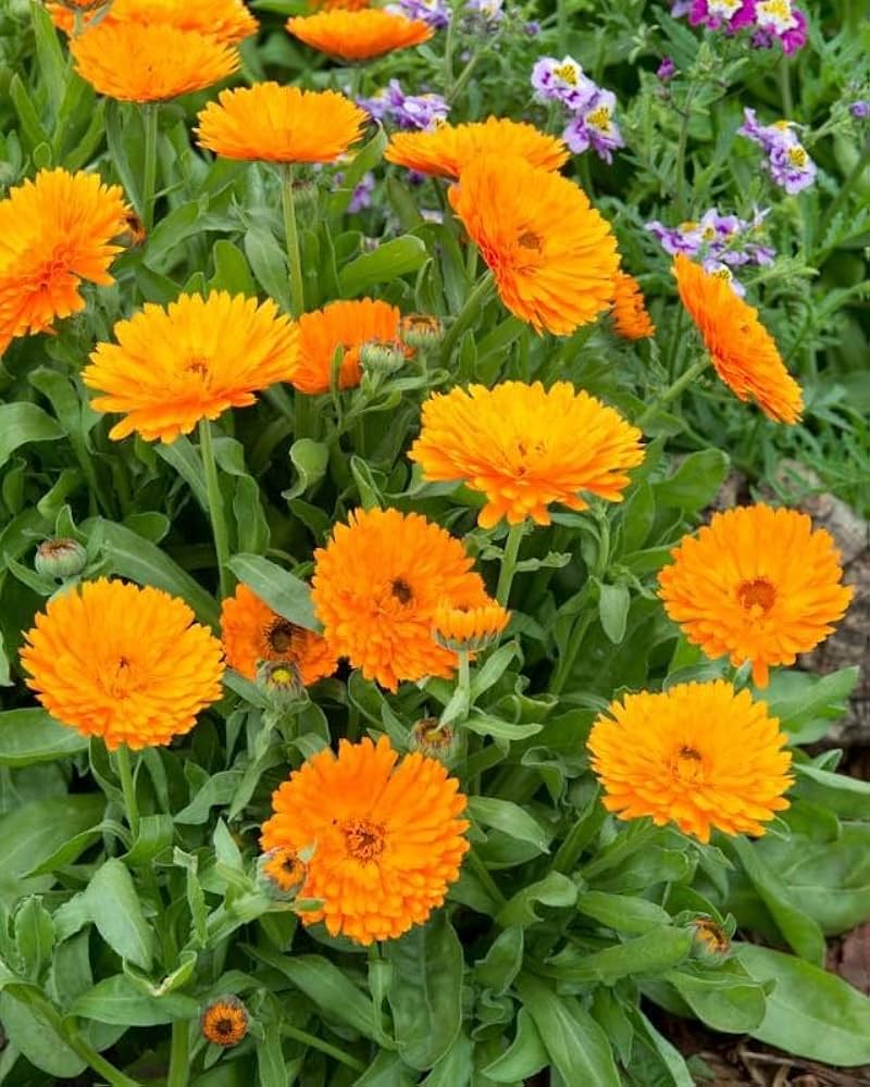 Red Calendula Flower seeds for Planting Colorful Display, Heirloom & GMO Free Seeds for Home Garden seeds for planting