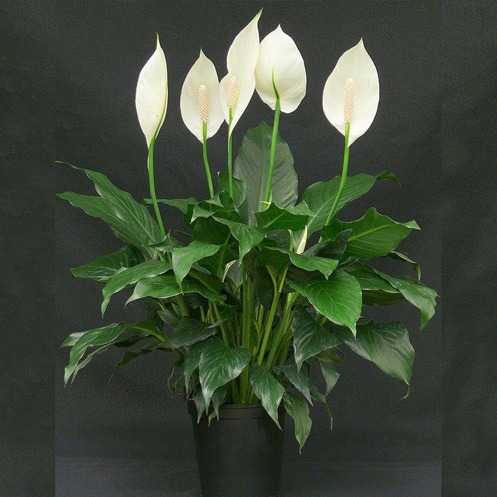 Premium Green Spathiphyllum Flower seeds for Planting Easy to Grow, Heirloom & GMO Free Seeds for Home Garden seeds