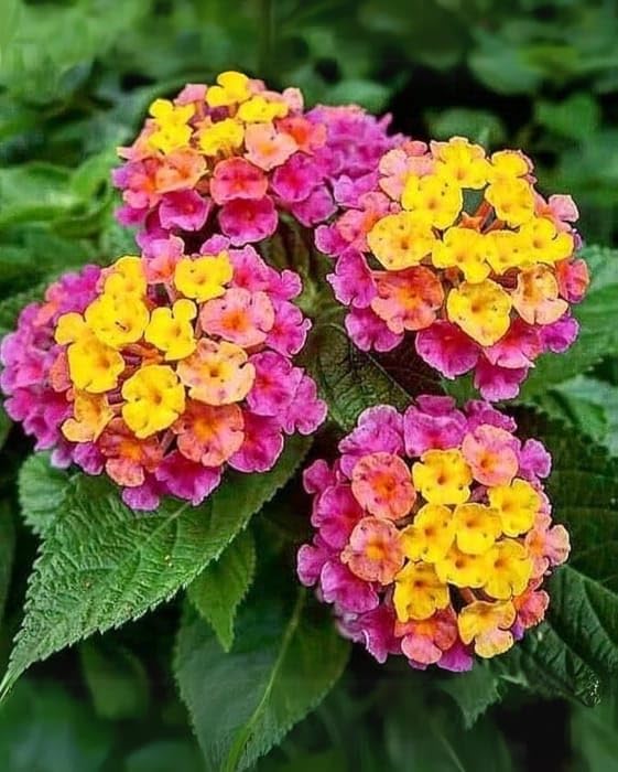 Pink Lantana Flower seeds for Planting Cut Flower Favorite, Heirloom & GMO Free Seeds for Home Garden seeds for planting