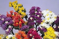 Herencia Flower seeds for Planting Easy to Grow, Heirloom & GMO Free Seeds for Home Garden seeds for planting