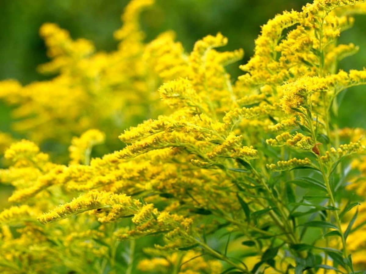Goldenrod Flower seeds for Planting Wildflower Mix, Heirloom & GMO Free Seeds for Home Garden seeds for planting