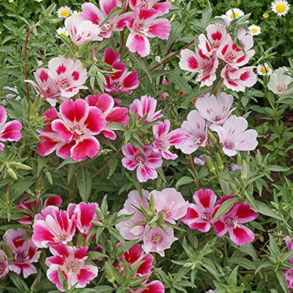 Premium Pink White Clarkia Flower seeds for Planting Shade Tolerant, Heirloom & GMO Free Seeds for Home Garden seeds