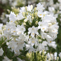 Agapanthus Flower seeds for Planting Pollinator Friendly, Heirloom & GMO Free Seeds for Home Garden seeds for planting