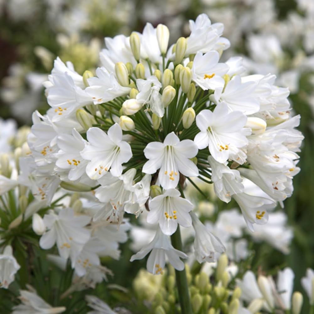 Agapanthus Flower seeds for Planting Pollinator Friendly, Heirloom & GMO Free Seeds for Home Garden seeds for planting