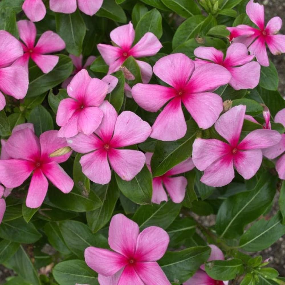 High quality Periwinkle Pink Flower seeds for Planting Wildflower Mix, Heirloom & GMO Free Seeds for Home Garden seeds pack