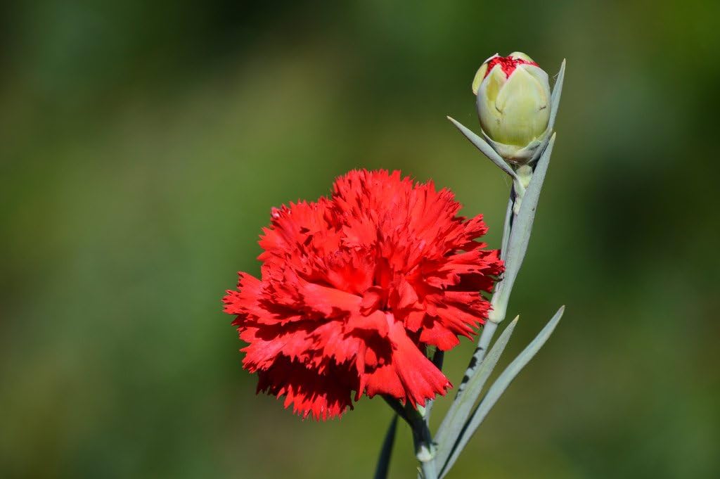 Heirloom (Heirloom Carnation) seeds for planting in home garden