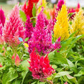 Kuhschelle Flower seeds for Planting Long Bloom Season, Heirloom & GMO Free Seeds for Home Garden seeds for planting