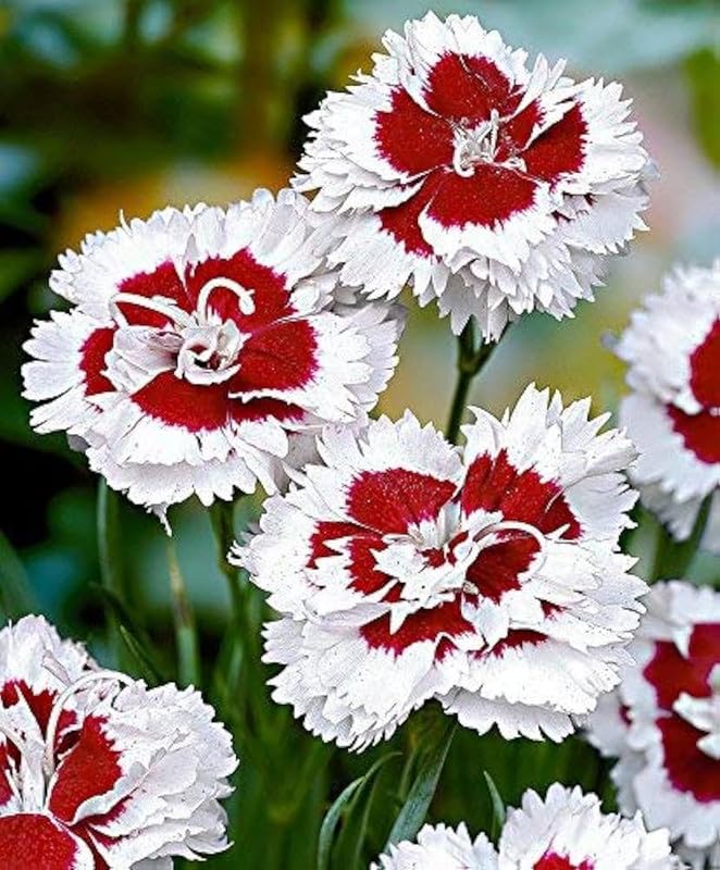 Dianthus Red White Flower seeds for Planting Cottage Garden Essential, Heirloom & GMO Free Seeds for Home Garden seeds for planting