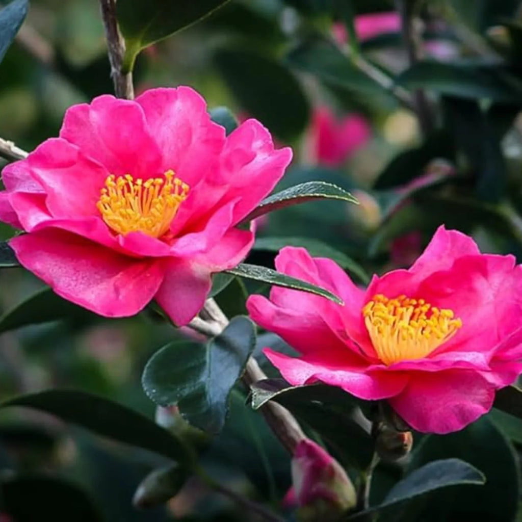 Premium Pink Yellow Camellia Flower seeds for Planting Colorful Display, Heirloom & GMO Free Seeds for Home Garden seeds