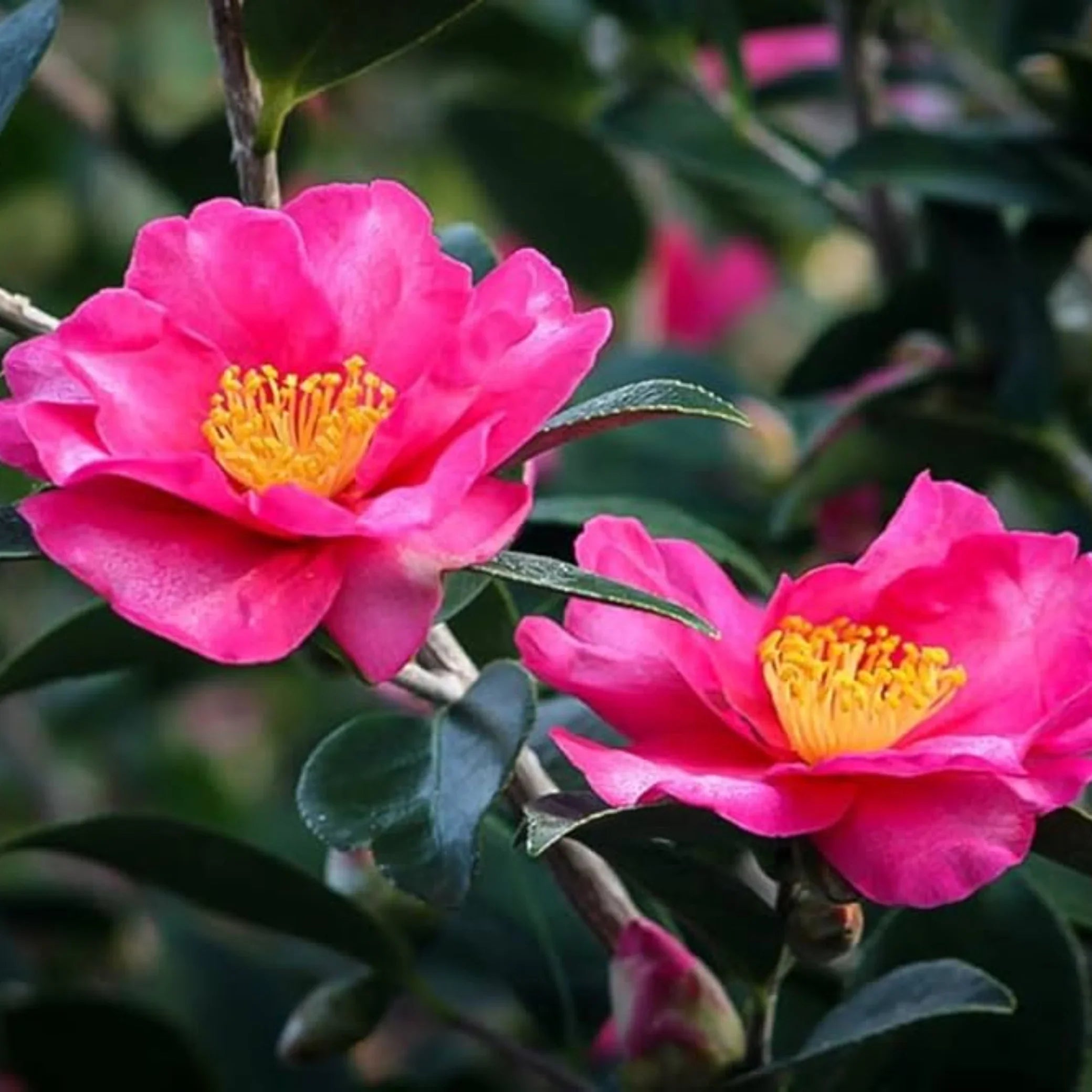 Premium Pink Yellow Camellia Flower seeds for Planting Colorful Display, Heirloom & GMO Free Seeds for Home Garden seeds