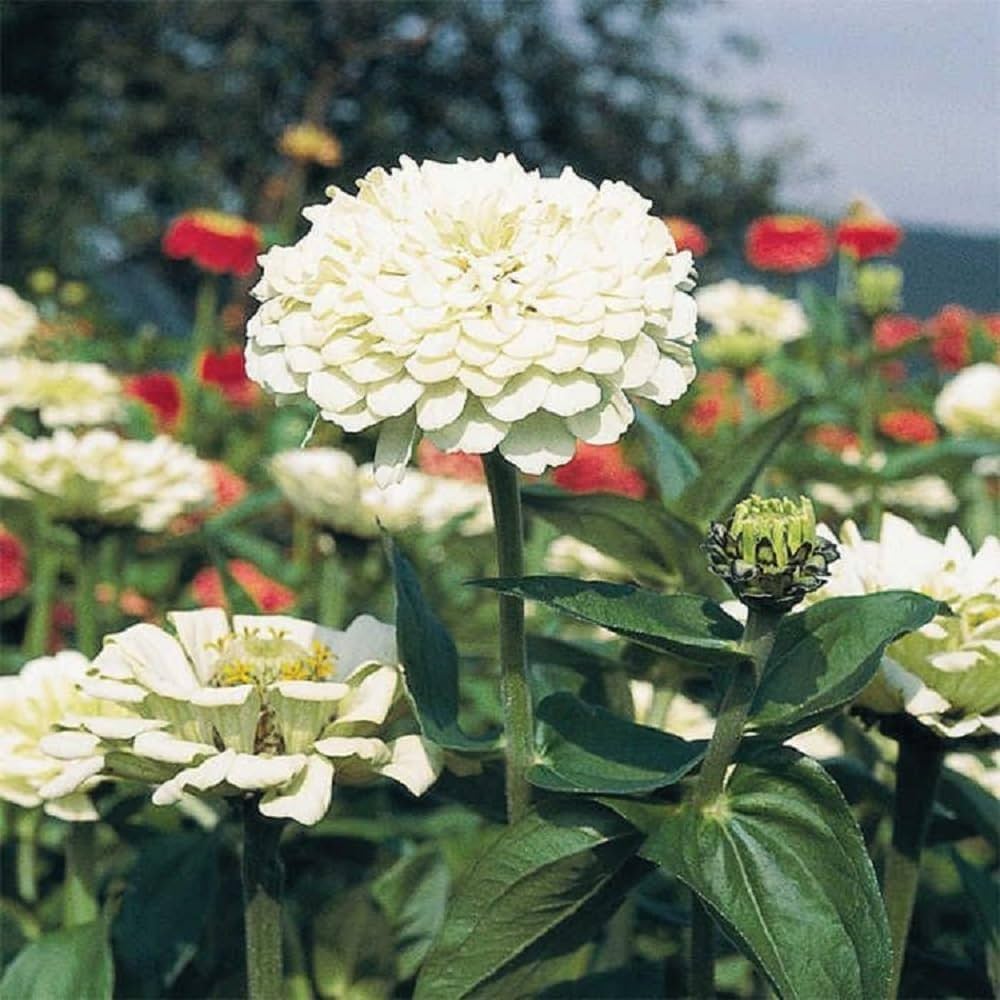 White Oklahoma Flower seeds for Planting Vibrant Colors, Heirloom & GMO Free Seeds for Home Garden vegetable and garden seeds