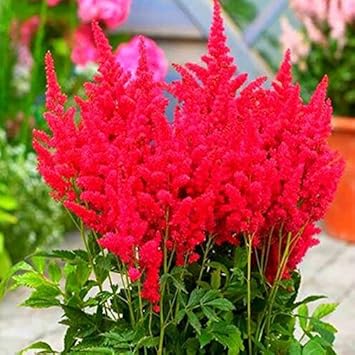 Red Astilbe Perennial Flower seeds for Planting Pollinator Friendly, Heirloom & GMO Free Seeds for Home Garden seeds for planting