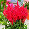 Red Astilbe Perennial Flower seeds for Planting Pollinator Friendly, Heirloom & GMO Free Seeds for Home Garden seeds for planting