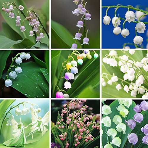Mixed Bell Orchid Flower seeds for Planting Seasonal Bloomer, Heirloom & GMO Free Seeds for Home Garden vegetable and garden seeds