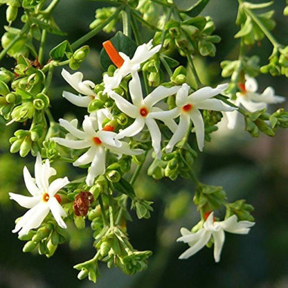 Cestrum Nocturnum Flower seeds for Planting Fragrant Blossoms Heirloom & GMO Free Seeds for Home Garden