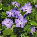 Blue Vinca Periwinkle Flower seeds for Planting Seasonal Bloomer, Heirloom & GMO Free Seeds for Home Garden Sale seeds for planting