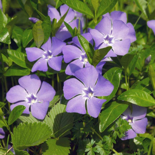 Blue Vinca Periwinkle Flower seeds for Planting Seasonal Bloomer, Heirloom & GMO Free Seeds for Home Garden Sale seeds for planting