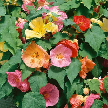 Bellvue Flower seeds for Planting Pollinator Friendly Heirloom & GMO Free Seeds for Home Garden