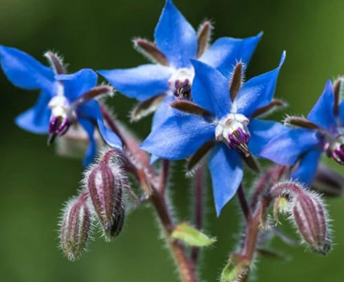 Premium Blue Borage Flower seeds for Planting Vibrant Colors, Heirloom & GMO Free Seeds for Home Garden seeds