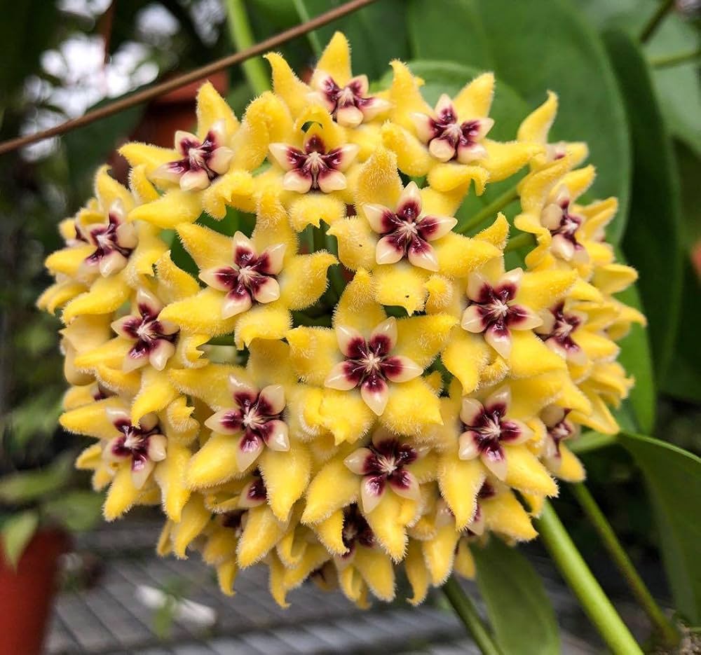 High quality Canossa Flower seeds for Planting Cut Flower Favorite, Heirloom & GMO Free Seeds for Home Garden seeds pack