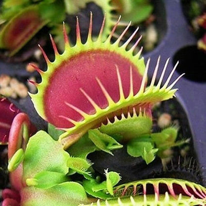 Carnivorous Flower seeds for Planting Pollinator Friendly Heirloom & GMO Free Seeds for Home Garden