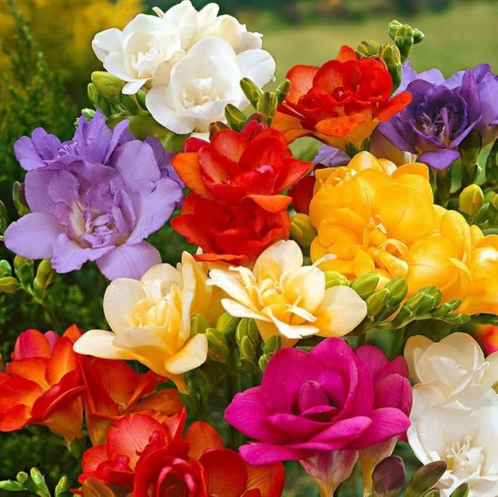Multi Freesia Flower seeds for Planting Sun Loving, Heirloom & GMO Free Seeds for Home Garden seeds for planting