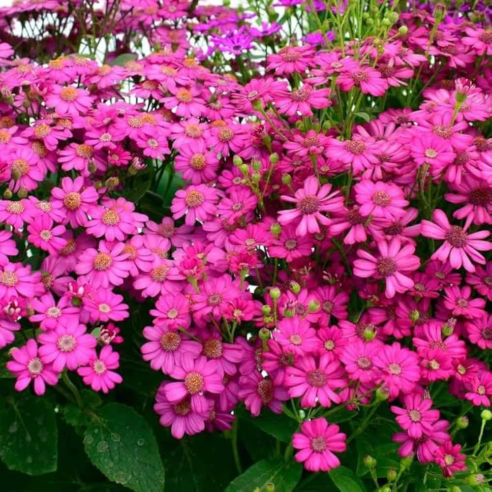 Purple Florists Cineraria Flower seeds for Planting Low Maintenance, Heirloom & GMO Free Seeds for Home Garden seeds for planting