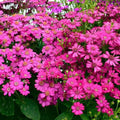 Purple Florists Cineraria Flower seeds for Planting Low Maintenance, Heirloom & GMO Free Seeds for Home Garden seeds for planting