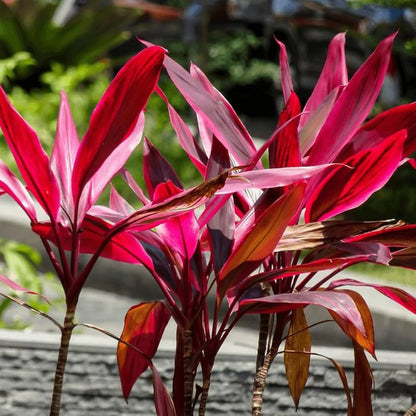 Cordyline Flower seeds for Planting Low Maintenance Heirloom & GMO Free Seeds for Home Garden