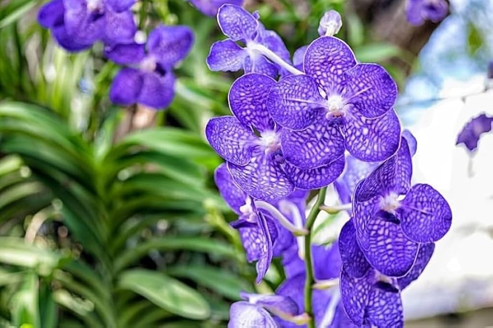 High quality Violet Vanda Orchid Flower seeds for Planting Vibrant Colors, Heirloom & GMO Free Seeds for Home Garden seeds pack