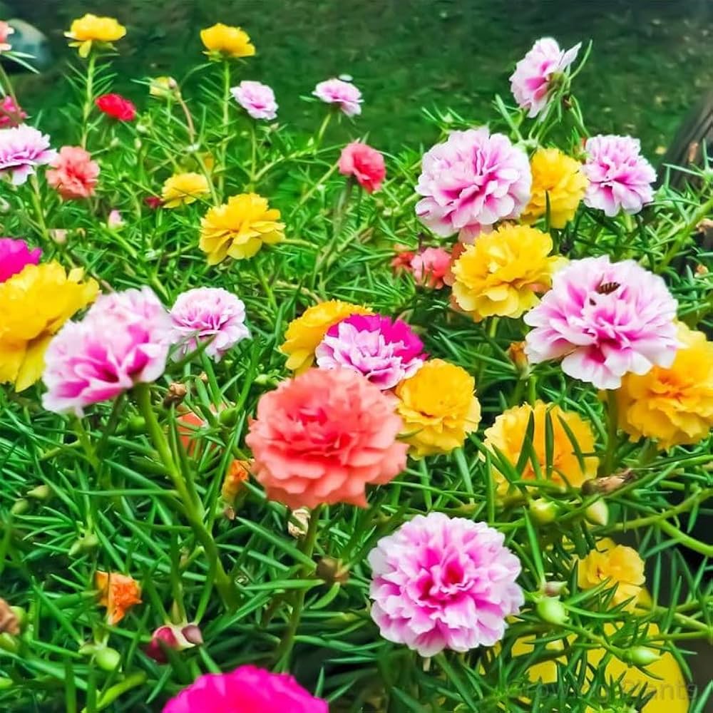 Portulacaria Flower seeds for Planting Colorful Display, Heirloom & GMO Free Seeds for Home Garden seeds for planting