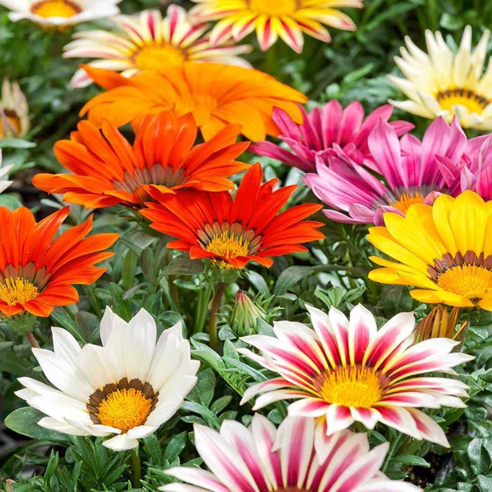 Mixed Gazania Flower seeds for Planting - Hardy Variety, Heirloom & GMO Free Seeds for Home Garden