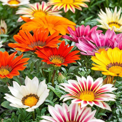 Mixed Gazania Flower seeds for Planting - Hardy Variety, Heirloom & GMO Free Seeds for Home Garden