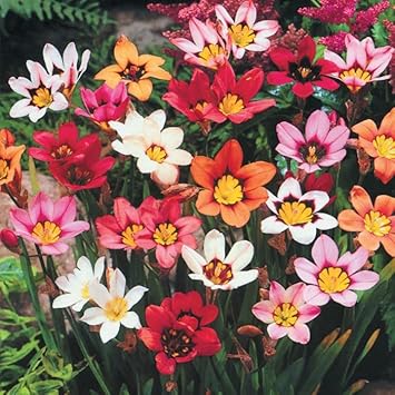 Mixed Sparaxis Flower seeds for Planting Bright Blooms, Heirloom & GMO Free Seeds for Home Garden seeds for planting