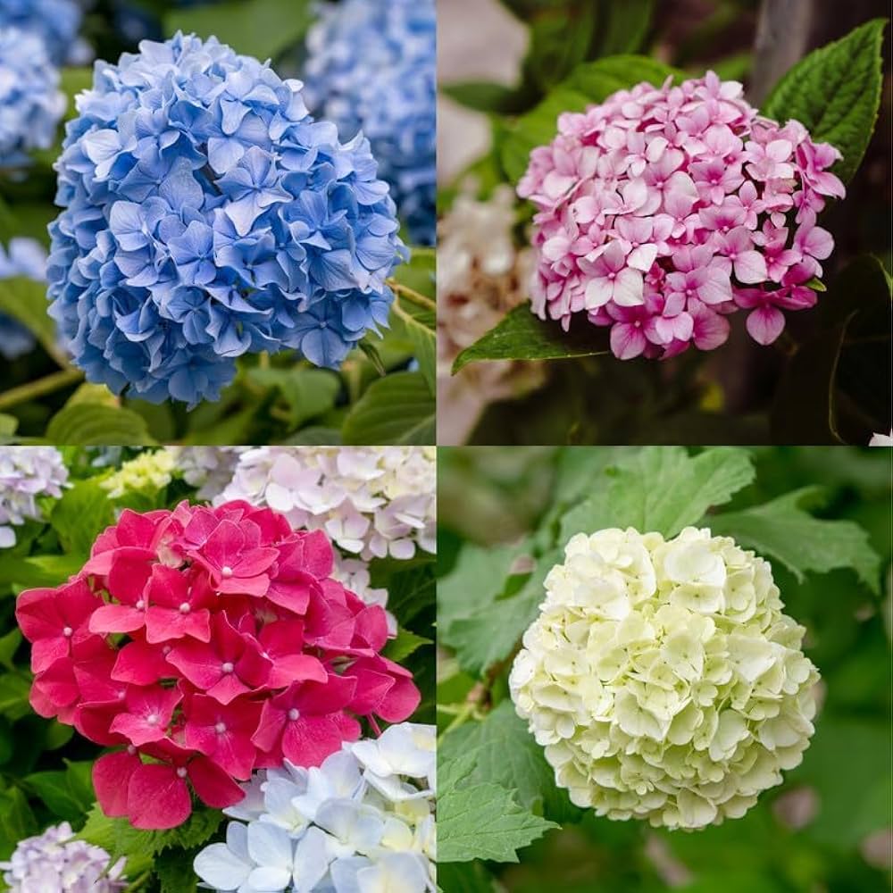 Premium Deep Pink Hydrangea Flower seeds for Planting Perfect for Borders, Heirloom & GMO Free Seeds for Home Garden seeds