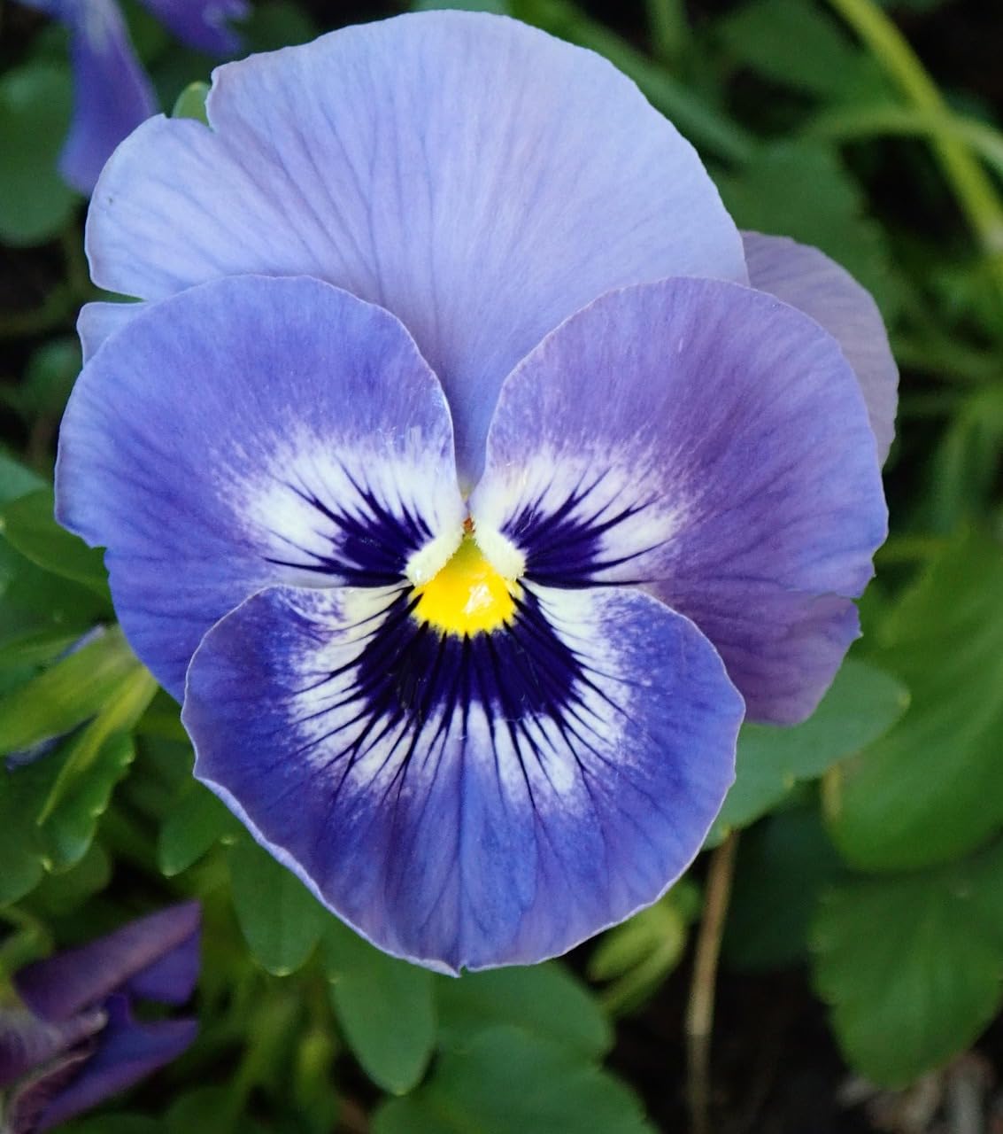 Pansy Blue Flower seeds for Planting Wildflower Mix, Heirloom & GMO Free Seeds for Home Garden vegetable and garden seeds