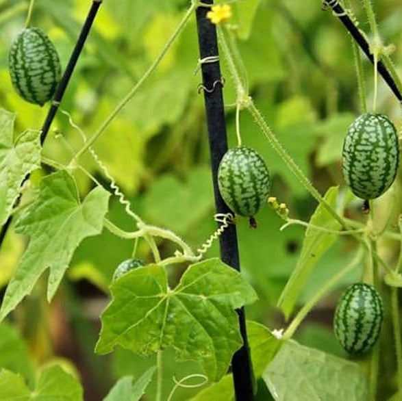 Cucamelon (Melothria scabra) Mouse Melon Mexican Gherkin Mini Watermelon Cucumber Fruit Vine Seeds