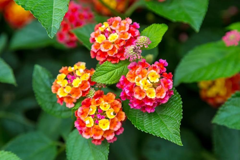 Lantana Camara Flower seeds for Planting Cut Flower Favorite Heirloom & GMO Free Seeds for Home Garden