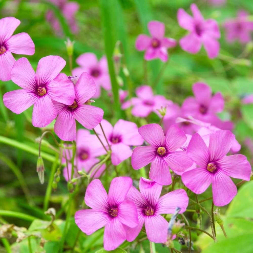 Pink Oxalis Laciniata Flower seeds for Planting Pollinator Friendly, Heirloom & GMO Free Seeds for Home Garden vegetable and garden seeds
